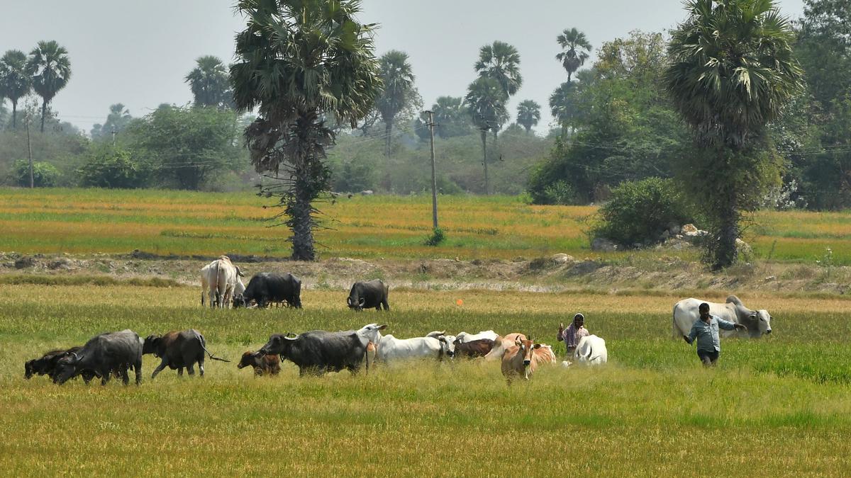 Energy Consumption scales new high in Telangana on March 7